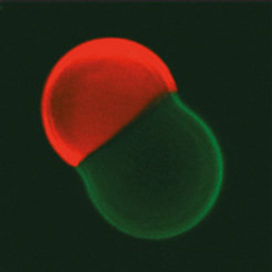 Lipidvesikel, die sich in Tochterzellen teilen, lassen sich als sehr einfache künstliche Zelle betrachten. In diese Kompartimente wollen Forscher unter anderem von MaxSynBio biochemische Prozesse integrieren, um zu einer künstlichen Zelle zu gelangen.