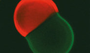 Auf dem Weg zu einer künstlichen Zelle setzen Chemiker und Physiker darauf, ursprüngliches Leben von Grund auf im Labor zu konstruieren. Hierfür führen sie biologische Bausteine zu Protozellen zusammen und nutzen die Triebkraft der Selbstorganisation.