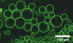 Lebewesen kennzeichnet, dass sie gegen ihre Umwelt abgegrenzt sind. Forscher von MaxSynBio untersuchen Mikrokompartimente wie etwa solche Lipidvesikel, die sich als künstliche Zellen eignen.