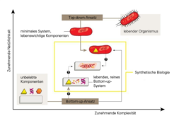 Von zwei Seiten zu einem Ziel: Forscher der Synthetischen Biologie wollen letztlich eine einfache Zelle erzeugen, die nur die essentiellen Komponenten enthält und als Protozelle gelten kann. Die Vertreter der Top-down-Ansatzes arbeiten auf dieses Ziel hin, indem sie aus einer Zelle, etwa einem Bakterium alle Elemente entfernen, die nicht essentiell sind. Forscher, die dem bottom-up-Ansatz folgen, wollen eine Zelle aus ihren unbelebten Bestandteilen konstruieren. Auf diesem Weg zur Protozelle zu gelangen gilt als deutlich schwieriger.
