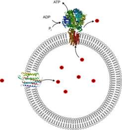 Minimalausstattung für die zelluläre Energiegewinnung: Forscher von MaxSynBio möchten ATP, die Währung jedes biologischen Energiehaushaltes, mit nur zwei Proteinen produzieren. Bacteriorhodopsin (links) pumpt mit der Energie von Licht Protonen in ein Vesikel und erzeugt einen Konzentrationsunterschied zwischen dem Inneren der Zelle und ihrer Umgebung. Durch das Enzym ATP-Synthase (oben) strömen die Protonen wieder aus dem Kompartiment, das Protein erzeugt dabei ATP. Auch in einfachen natürlichen Zellen wird ATP auf wesentlich komplexere Weise synthetisiert.
