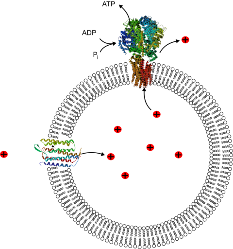 Minimalausstattung für die zelluläre Energiegewinnung: Forscher von MaxSynBio möchten ATP, die Währung jedes biologischen Energiehaushaltes, mit nur zwei Proteinen produzieren. Bacteriorhodopsin (links) pumpt mit der Energie von Licht Protonen in ein Vesikel und erzeugt einen Konzentrationsunterschied zwischen dem Inneren der Zelle und ihrer Umgebung. Durch das Enzym ATP-Synthase (oben) strömen die Protonen wieder aus dem Kompartiment, das Protein erzeugt dabei ATP. Auch in einfachen natürlichen Zellen wird ATP auf wesentlich komplexere Weise synthetisiert.