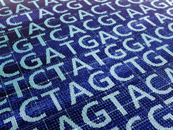 Reduziert man die DNA auf die Reihenfolge ihrer Nukleinbasen, entsteht so ein Code aus vier Buchstaben (Adenin (A), Guanin (G), Cytosin (C) und Thymin (T)), die Software einer Zelle, die sich umprogrammieren lässt.