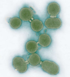 Ein US-Forscherteam um Craig Venter und Hamilton Smith vom J. Craig Venter Institute hat das komplette Genom von Mycoplasma mycoides rein chemisch synthetisiert und in eine genomfreie Mykoplasmen-Zelle eingesetzt. Damit ist den Wissenschaftlern ein Schritt hin zu einer Zelle mit Minimalgenom gelungen.