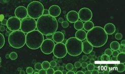 Lebewesen kennzeichnet, dass sie gegen ihre Umwelt abgegrenzt sind. Forscher von MaxSynBio untersuchen Mikrokompartimente wie etwa solche Lipidvesikel, die sich als künstliche Zellen eignen.