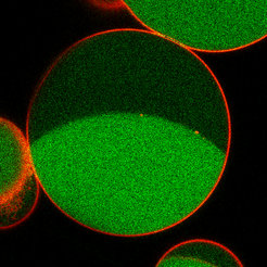 Vom künstlichen Membranvesikel zur synthetischen Zelle ist es noch ein weiter Weg, aber es ist ein Schritt hin zu diesem Ziel.