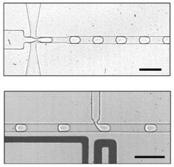 Zellen aus Wasser in Öl: Mit der Mikrofluidiktechnik erzeugt ein deutsch-französisches Forscherteam zunächst winzige Tröpfchen (oben), in die anschließend die Komponenten eines einfachen Stoffwechsels injiziert werden(unten). Der Balken entspricht 100 Mikrometern.