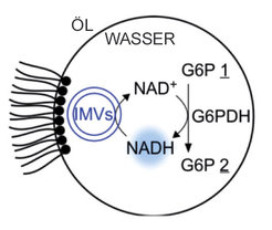 Ein rudimentärer Metabolismus: In einem Wassertropfen, der durch ein Tensid in Öl stabilisiert ist, wird Glucosephosphat (G6P 1) mittels eines Dehydrogenase-Enzyms (G6PDH) zu einem Lacton (G6P 2) oxidiert. Angetrieben wird die Reaktion durch die Umwandlung von NAD+ zu NADH, welches anschließend durch invertierte Membranvesikel (IMVs) recycelt wird.