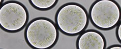 Als Mikrotröpfchen von ungefähr 90 Mikrometern Durchmesser und mit den gewünschten Enzymen ausgestattet, nutzen die semi-synthetischen Chloroplasten pflanzliche Thylacoid-Membranen zur Energieerzeugung. Sie fixieren auf diese Weise nach dem Vorbild der Natur Kohlendioxid mittels Sonnenenergie.