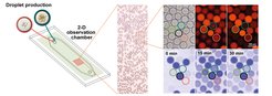 Mikrofluidik-Plattform zur Produktion von Mikrotropfen und ihrer Untersuchung in Echtzeit. Die Mikrotröpfchen werden in einer Kammer gesammelt und ihre Aktivität mikroskopisch überprüft, einschließlich Quantifizierung der enzymatischen Aktivität durch Messung der NADPH-Fluoreszenz. Mit Hilfe des Hellfeldes werden die Tröpfchen lokalisiert, die fotosynthetisch aktiven Membranen sind sichtbar. Diese Membranen fluoreszieren bei Anregung durch Licht bestimmter Wellenlängen (oben rechts). Unterschiedlich ausgestattete Tröpfchenpopulationen lassen sich mit Hilfe eines kodierenden Farbstoffs unterscheiden (Anregung bei 550 nm).