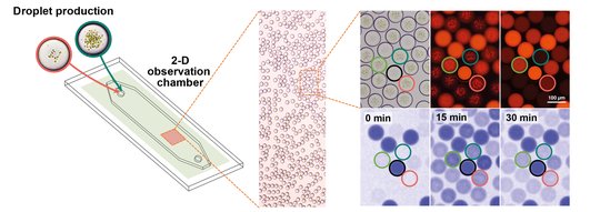Mikrofluidik-Plattform zur Produktion von Mikrotropfen und ihrer Untersuchung in Echtzeit. Die Mikrotröpfchen werden in einer Kammer gesammelt und ihre Aktivität mikroskopisch überprüft, einschließlich Quantifizierung der enzymatischen Aktivität durch Messung der NADPH-Fluoreszenz. Mit Hilfe des Hellfeldes werden die Tröpfchen lokalisiert, die fotosynthetisch aktiven Membranen sind sichtbar. Diese Membranen fluoreszieren bei Anregung durch Licht bestimmter Wellenlängen (oben rechts). Unterschiedlich ausgestattete Tröpfchenpopulationen lassen sich mit Hilfe eines kodierenden Farbstoffs unterscheiden (Anregung bei 550 nm).