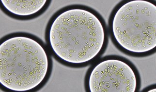 Forschende entwickeln einen künstlichen Chloroplasten