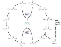 Im CETCH-Zyklus ist für jede Reaktion ein bestimmtes Enzym zuständig. Die Crotonyl-CoA Carboxylase/Reductase (CCR) beispielsweise ermöglicht die beiden Reaktionen zur Kohlendioxidfixierung.
