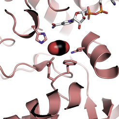Aktives Zentrum des CCR-Enzyms (rosa Linien und Bänder; KF: Kofaktor NADPH): Die Position des eiförmigen Kohlendioxidmoleküls in der Mitte wurde am Computer modelliert. Die für die Positionierung des Kohlendioxids wichtigen Aminosäuren sind vergrößert dargestellt: Histidin (1), Asparagin (2), Phenylalanin (3) und Glutamat (4).