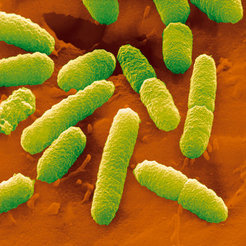 Aus dem Bakterium Escherischia coli stammen die Translationsfaktoren des künstlichen Genoms. Diese Proteine sind wichtig für die Übersetzung der DNA-Bauanleitungen in Proteine und daher essentiell für selbstvervielfältigende Systeme.