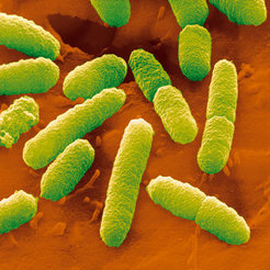Aus dem Bakterium Escherischia coli stammen die Translationsfaktoren des künstlichen Genoms. Diese Proteine sind wichtig für die Übersetzung der DNA-Bauanleitungen in Proteine und daher essentiell für selbstvervielfältigende Systeme.