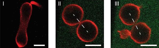 Teilungsprozess einer künstlichen Zelle (rot), der durch die Protein-Konzentration (grün) in der äußeren wässrigen Lösung gesteuert wird: (I) Geringe Proteinkonzentrationen führen zu einer prolaten oder hantelartigen Form der Zelle. Bei Erhöhung dieser Konzentration bildet sich zunächst (II) ein geschlossener Membranhals aus, der schließlich (III) durch eine krümmungsinduzierte Kraft geteilt wird.