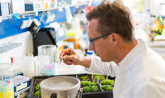 Detlef Weigel, Direktor am Max-Planck-Institut für Entwicklungsbiologie, über Genom-Editierung als Möglichkeit, gezielt bessere Nutzpflanzen zu züchten