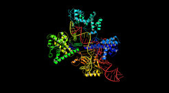 Biologische Präzisionsschere: Das Crispr/Cas9 System schneidet das Erbgut zielgerichtet an einer gewünschten Stelle. Das Cas9-Protein verwendet eine gRNA-Sequenz (rot), um DNA (gelb) an einer komplementären Stelle zu schneiden.