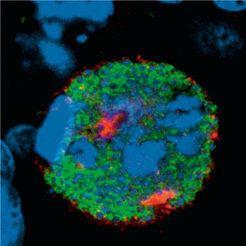 Sobald reife Tochterzellen (Merozoiten, grün) des Malaria-Erregers aus einer infizierten Leberzelle (blau: DNA, rot: Membran der parasitophoren Vakuole) ausbrechen, befallen sie rote Blutkörperchen. Der Wirkstoff Artemisinin kann sie dort abtöten. Dieser lässt sich mit Methoden der Synthetischen Biologie effektiver herstellen als mit dem gängigen Verfahren aus dem Einjährigen Beifuß.