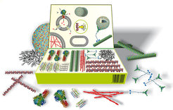 Einen Baukasten mit den wichtigsten Bestandteilen biologischer Systeme entwickeln die Forscher von MaxSynBio, die dem bottom-up-Ansatz der Synthetischen Biologie verfolgen.