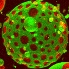 Auf der Suche nach dem Ursprung des Lebens. Die Synthetische Biologie könnte Erkenntnisse über eine Protozelle, den möglichen Urahn aller lebenden Zellen liefern. Kompartimente einer Zelle, die Forscher am Max-Planck-Institut für Biochemie untersuchen, stellen das Minimal-Modell einer solchen Protozelle dar.