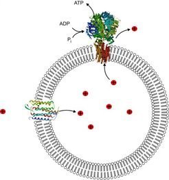 Minimalausstattung für die zelluläre Energiegewinnung: Forscher von MaxSynBio möchten ATP, die Währung jedes biologischen Energiehaushaltes, mit nur zwei Proteinen produzieren. Bacteriorhodopsin (links) pumpt mit der Energie von Licht Protonen in ein Vesikel und erzeugt einen Konzentrationsunterschied zwischen dem Inneren der Zelle und ihrer Umgebung. Durch das Enzym ATP-Synthase (oben) strömen die Protonen wieder aus dem Kompartiment, das Protein erzeugt dabei ATP. Auch in einfachen natürlichen Zellen wird ATP auf wesentlich komplexere Weise synthetisiert.